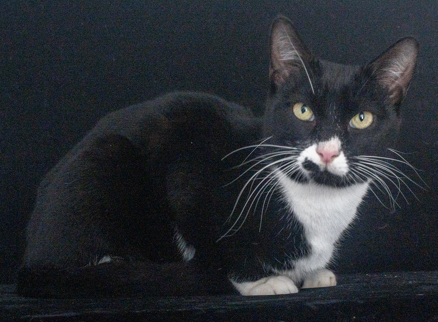 Senior Pet Home New YorkTop Cat Sanctuary cat photo